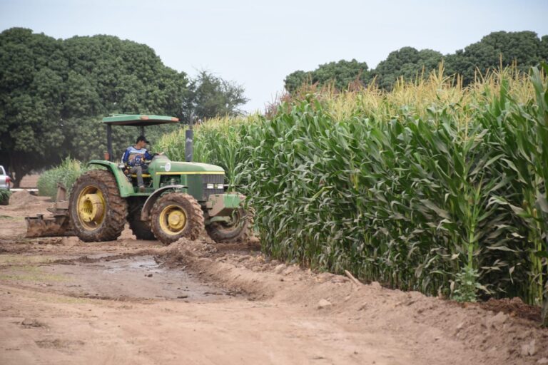 Productores de maíz