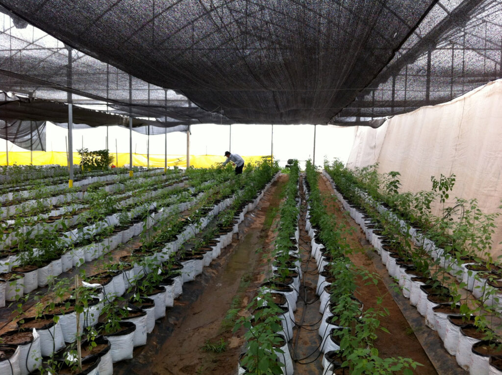 BIOLOGIA CESAR HIGAREDA RECURSOS GENETICOS EN EL CAMBIO CLIMATICO (4)