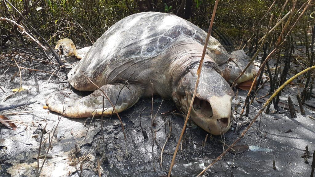 208115d8-928f-48fc-8e41-777bfe4938be