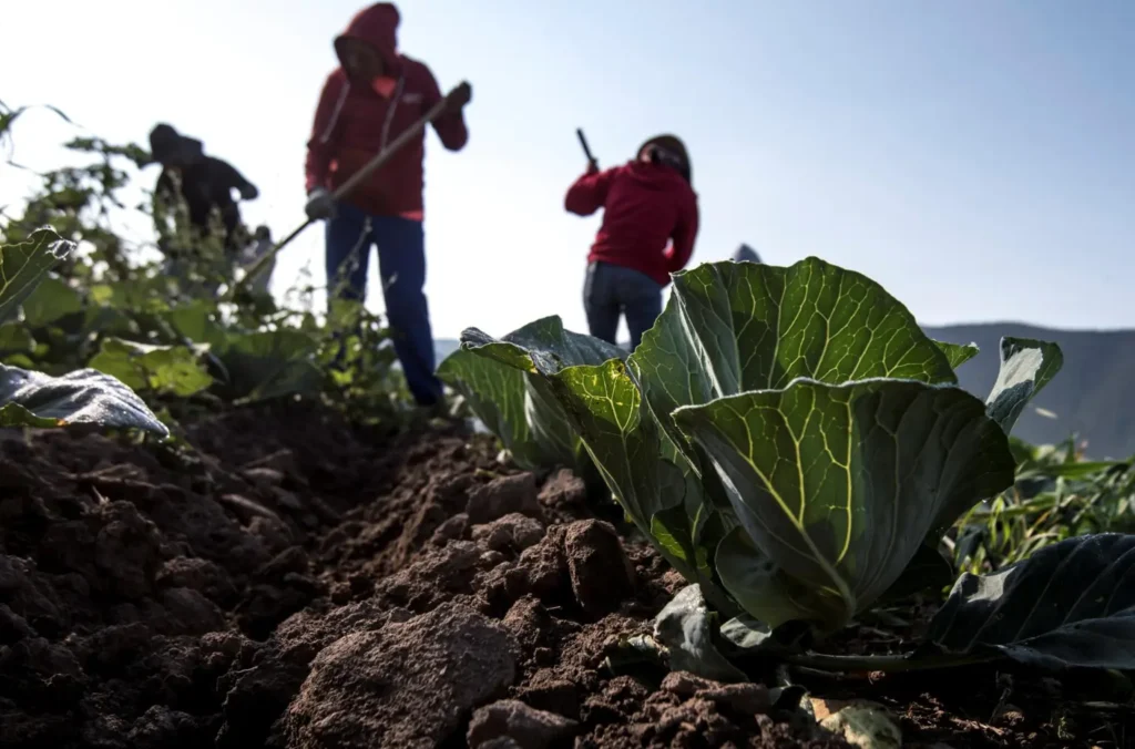 campesinos-campo-agricultores-coahuila
