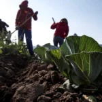 campesinos-campo-agricultores-coahuila
