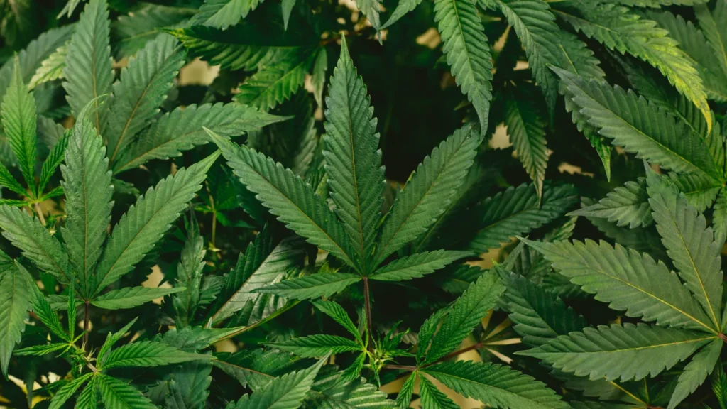 planta-de-mariguana