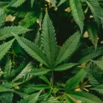 planta-de-mariguana