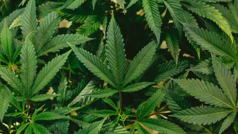 planta-de-mariguana