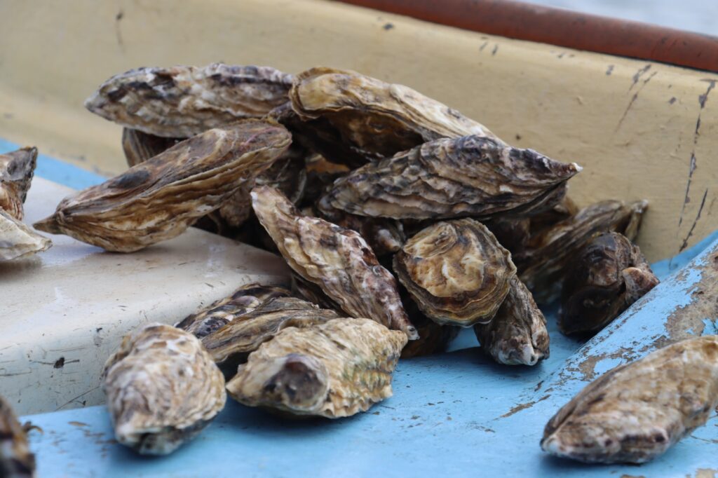 IMG-20250124-WA0066
