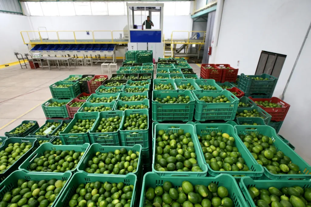 limon-limoneros-michoacan
