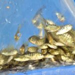 IMG-20251009-WA0026